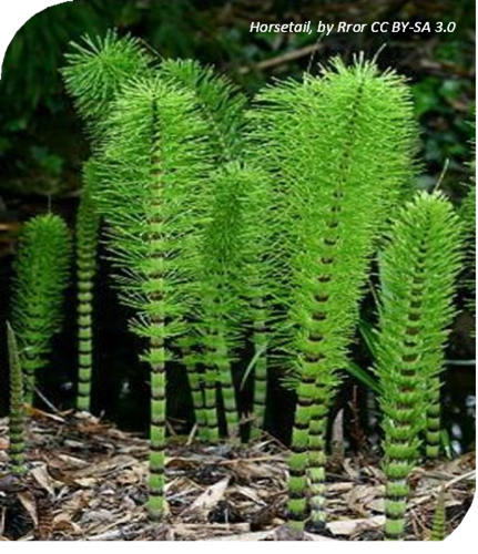 المعهد الذهبي | نبتة ذيل الحصان (Horsetail): فوائد مذهلة للصحة والجمال