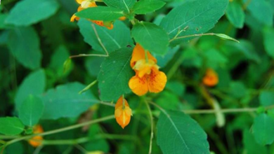 المعهد الذهبي | نبتة الجوهرة (Jewelweed): علاج طبيعي لتهيج الجلد