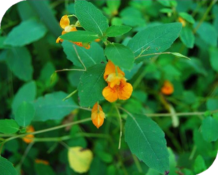 المعهد الذهبي | نبتة الجوهرة (Jewelweed): علاج طبيعي لتهيج الجلد