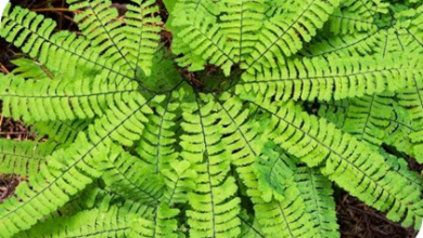 المعهد الذهبي | عشبة سرخس كزبرة البئر (Maidenhair Fern): فوائد واستخدامات تقليدية