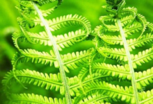 المعهد الذهبي | عشبة ذكر السرخس (Male Fern): استخدامات طبية تقليدية