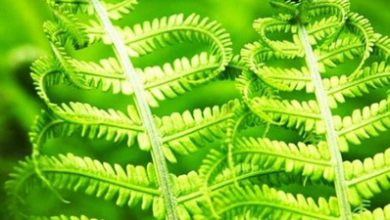 المعهد الذهبي | عشبة ذكر السرخس (Male Fern): استخدامات طبية تقليدية