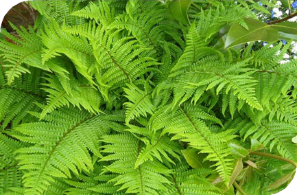 المعهد الذهبي | عشبة ذكر السرخس (Male Fern): استخدامات طبية تقليدية