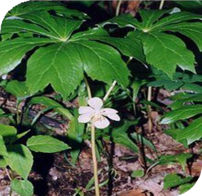 المعهد الذهبي | فوائد نبتة تفاح مايو (Mayapple): استخدامات طبية حذرة