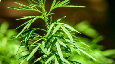 المعهد الذهبي | عشبة الشيح (Mugwort): استخدامات وفوائد متعددة