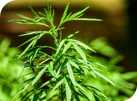 المعهد الذهبي | عشبة الشيح (Mugwort): استخدامات وفوائد متعددة