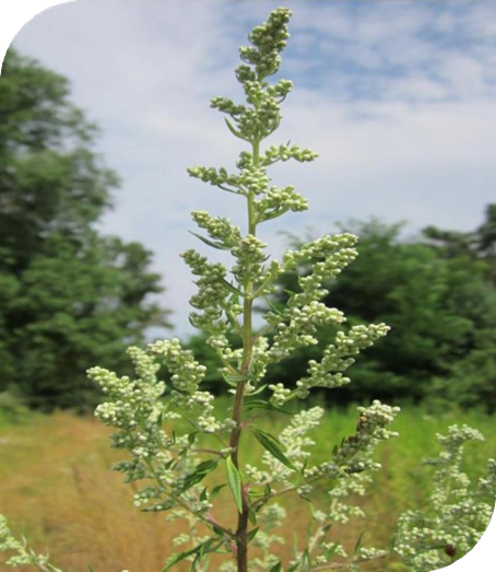 المعهد الذهبي | عشبة الشيح (Mugwort): استخدامات وفوائد متعددة