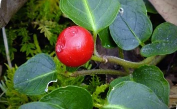 المعهد الذهبي | عشبة توت الحجل (Partridgeberry): تسهيل الولادة وعلاج مشاكل الدورة الشهرية