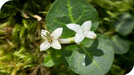 المعهد الذهبي | عشبة توت الحجل (Partridgeberry): تسهيل الولادة وعلاج مشاكل الدورة الشهرية