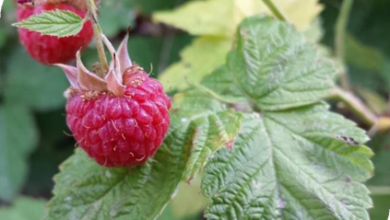 المعهد الذهبي | فائدة توت العليق الأحمر (Red Raspberry): فوائد صحية للحمل والجهاز الهضمي