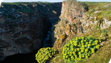 المعهد الذهبي | عشبة الروديولا الوردية (Rhodiola rosea): معزز طبيعي للطاقة والمزاج