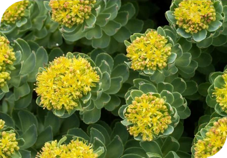 المعهد الذهبي | عشبة الروديولا الوردية (Rhodiola rosea): معزز طبيعي للطاقة والمزاج