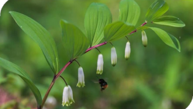 المعهد الذهبي | نبتة خاتم سليمان (Solomon's Seal): فوائد واستخدامات متعددة