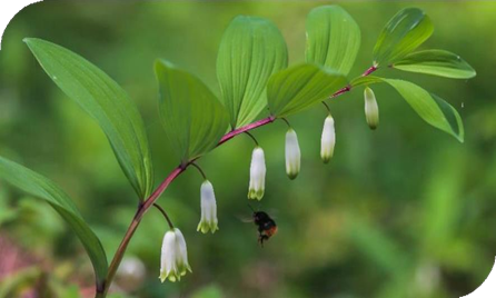 المعهد الذهبي | نبتة خاتم سليمان (Solomon's Seal): فوائد واستخدامات متعددة