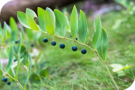 المعهد الذهبي | نبتة خاتم سليمان (Solomon's Seal): فوائد واستخدامات متعددة