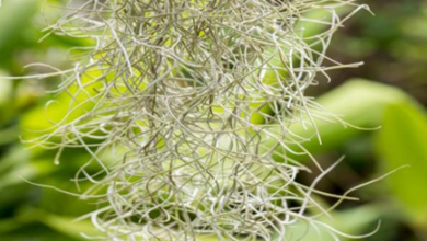 المعهد الذهبي | عشبة الطحلب الإسباني (Spanish Moss): فوائد صحية متعددة