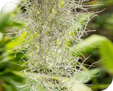 المعهد الذهبي | عشبة الطحلب الإسباني (Spanish Moss): فوائد صحية متعددة