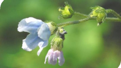 المعهد الذهبي | عشبة الكمفري البري (Wild Comfrey): استخدامات طبية وتحذيرات