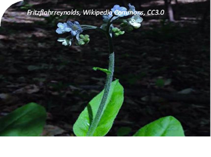 المعهد الذهبي | عشبة الكمفري البري (Wild Comfrey): استخدامات طبية وتحذيرات