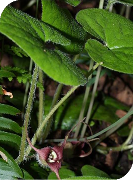 المعهد الذهبي | عشبة الزنجبيل البري (Wild Ginger): فوائد واستخدامات متعددة