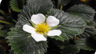 المعهد الذهبي | فوائد عشبة الفراولة البرية (Wild Strawberries): فوائد صحية متعددة