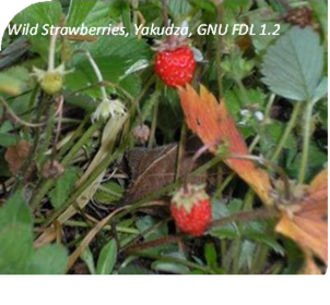 المعهد الذهبي | فوائد عشبة الفراولة البرية (Wild Strawberries): فوائد صحية متعددة