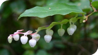 المعهد الذهبي | نبتة وينترجرين (Wintergreen): مسكن طبيعي للآلام