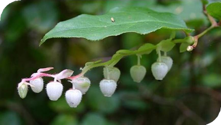 المعهد الذهبي | نبتة وينترجرين (Wintergreen): مسكن طبيعي للآلام