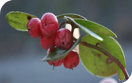 المعهد الذهبي | نبتة وينترجرين (Wintergreen): مسكن طبيعي للآلام