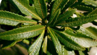 المعهد الذهبي | عشبة يربا سانتا (Yerba Santa): علاج طبيعي للجهاز التنفسي والجلد