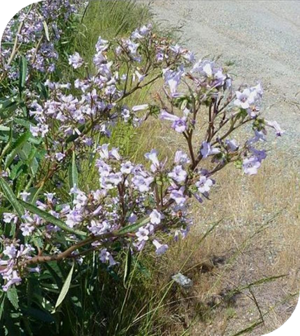 المعهد الذهبي | عشبة يربا سانتا (Yerba Santa): علاج طبيعي للجهاز التنفسي والجلد