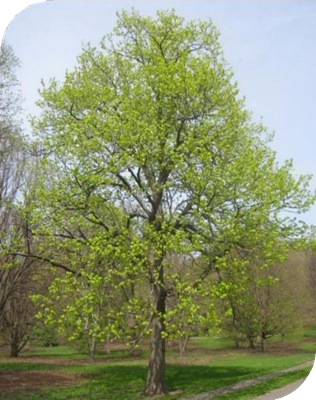 المعهد الذهبي | شجرة الزيزفون الأمريكي (American Basswood): فوائد صحية متعددة