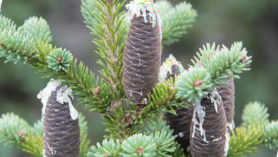 المعهد الذهبي | شجرة التنوب البلسمي (Balsam Fir): فوائد واستخدامات متعددة