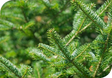 المعهد الذهبي | شجرة التنوب البلسمي (Balsam Fir): فوائد واستخدامات متعددة