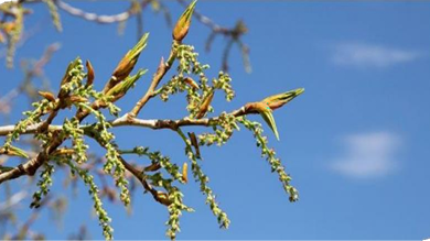 المعهد الذهبي | عشبة الحور البلسمي (Balsam Poplar): فوائد واستخدامات متعددة