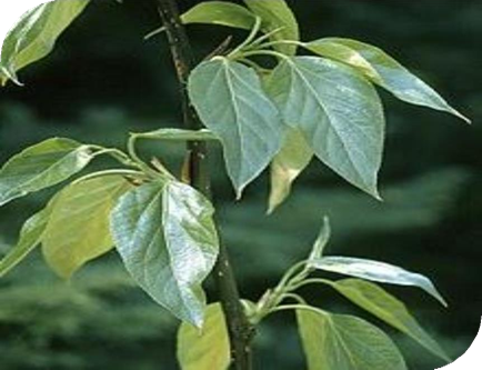 المعهد الذهبي | عشبة الحور البلسمي (Balsam Poplar): فوائد واستخدامات متعددة