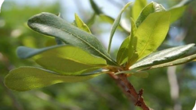 المعهد الذهبي | عشبة توت الغار و Wax Myrtle (شمع الآس): فوائد واستخدامات