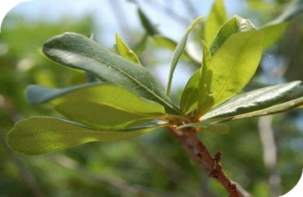 المعهد الذهبي | عشبة توت الغار و Wax Myrtle (شمع الآس): فوائد واستخدامات