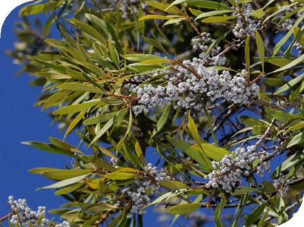 المعهد الذهبي | عشبة توت الغار و Wax Myrtle (شمع الآس): فوائد واستخدامات