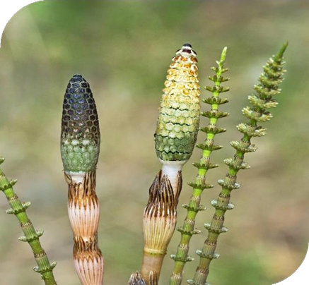 المعهد الذهبي | نبتة ذيل الحصان (Horsetail): فوائد مذهلة للصحة والجمال